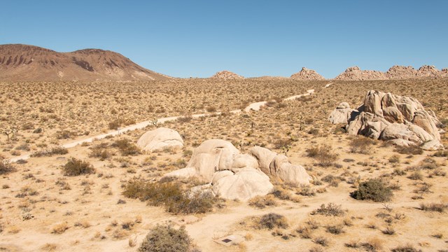 Desert landscape filled with boulders, Joshua trees and blue sky.