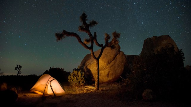 Color photo taken at night with a tent, Joshua tree, and night sky. NPS / Hannah Schwalbe
