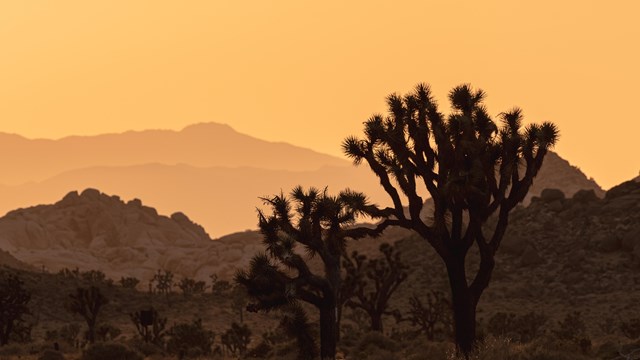 Joshua tree against mountains and a sky with hues of orange after the sun setting.