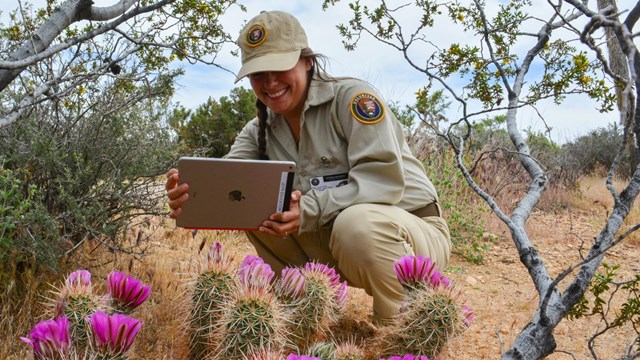 A volunteer with an ipad pointed at flowering cactus