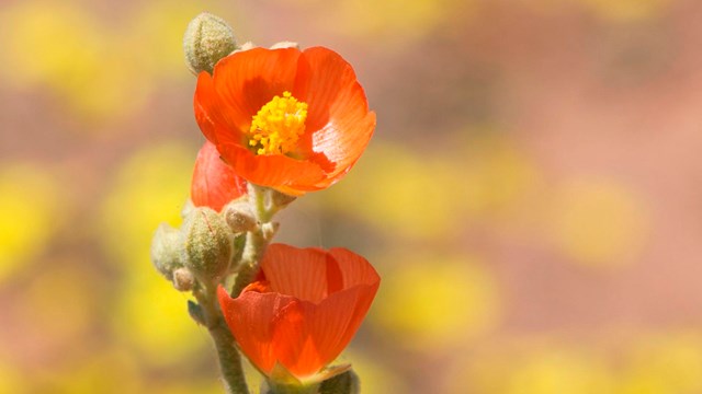 A close up of two bright orange globemallow flowers with yellow pistils.