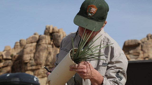 A park ranger in an NPS cap holds a desert plant 