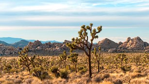 A valley of Joshua trees, rock domes in the background