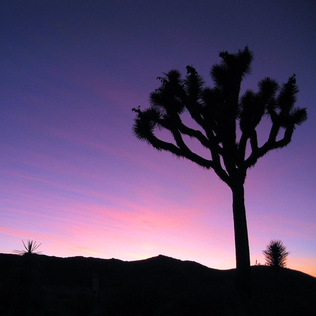 A sunset with purple skies and a silhouetted Joshua tree in the foreground. 
