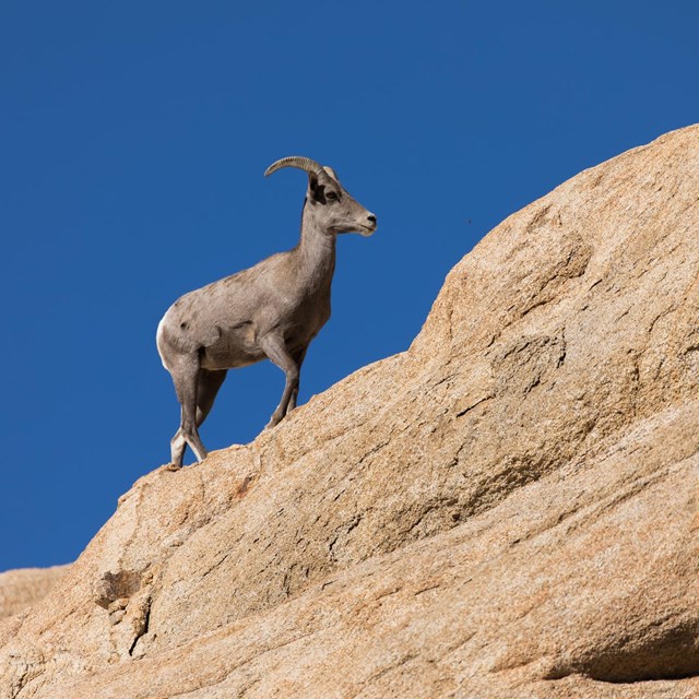 a big horn sheep climbing a rock formation