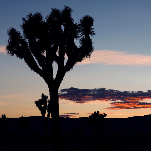 Silhouette of a Joshua tree backlit by a setting sun.