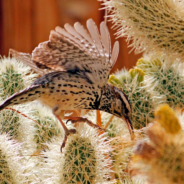 a bird balances among cactus spines with wings outstretched
