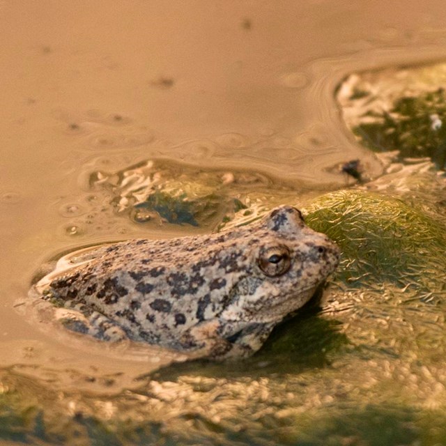 a spotted frog peeks out of the water at the edge of an algae patch