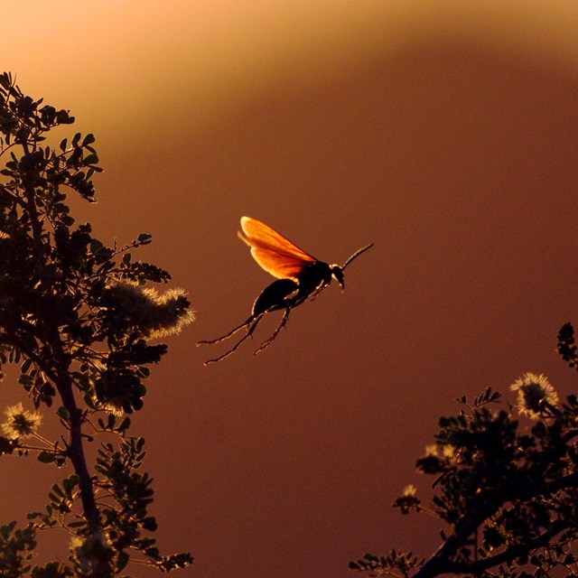an insect in flight, with long trailing legs