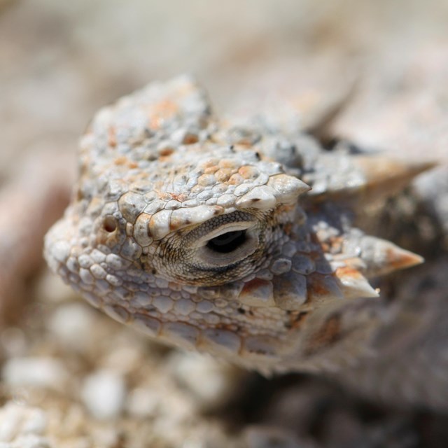 Close-up shot of a desert horned lizard's face. Horns are pronounced along side and back of head.