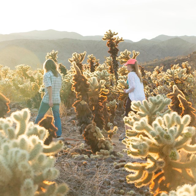 Color photo of two people walking through a large cholla cactus stand.