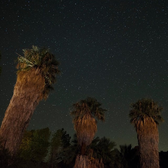 Color photo of the night sky behind massive palm trees lit by artificial light.