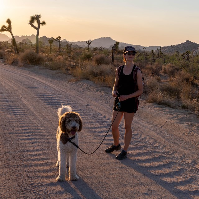 A person walking their dog on a dirt road. 