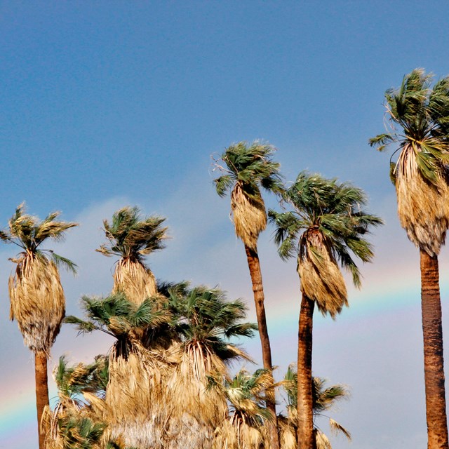 Palm trees with a blue sky and rainbow in the background