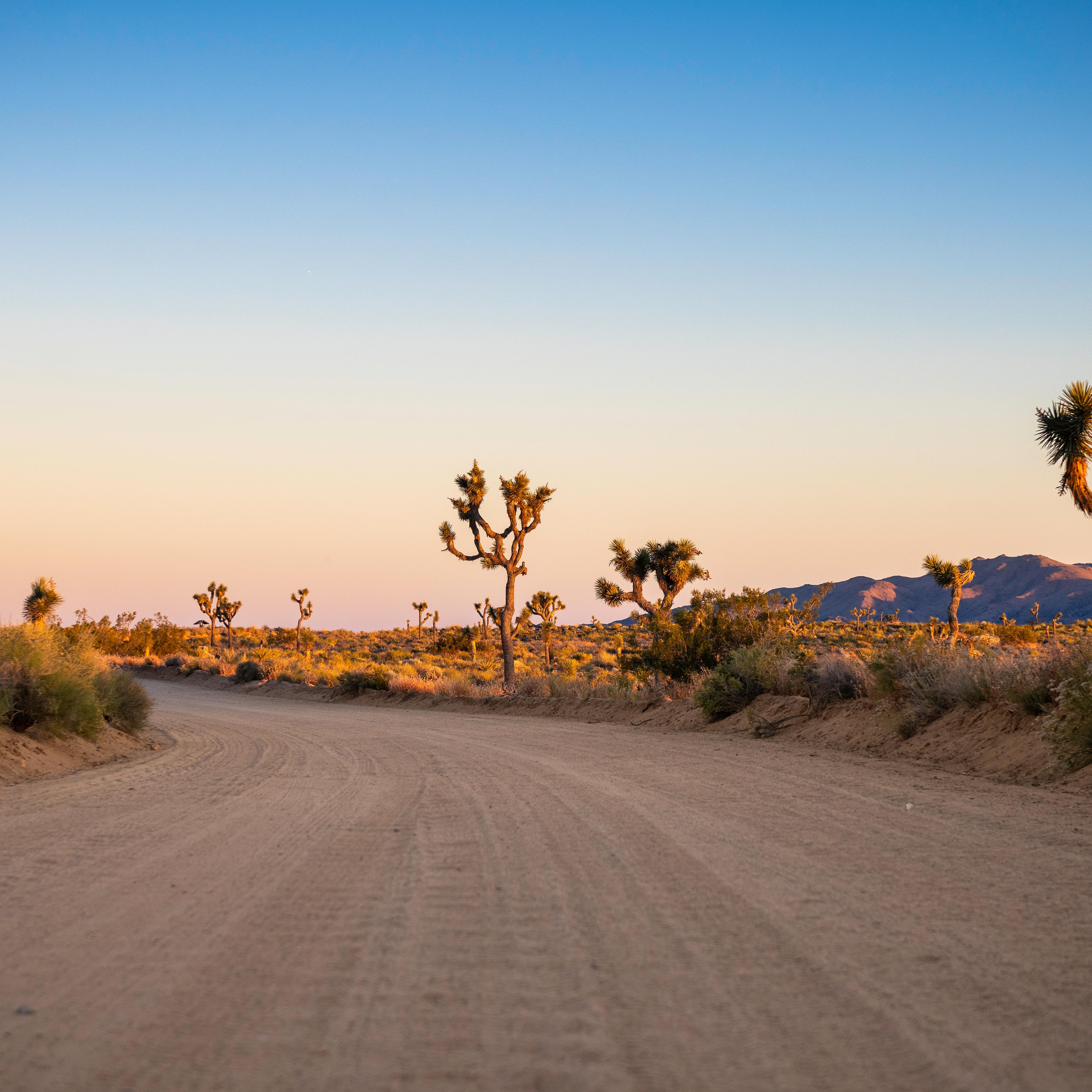 A dirt road winds out of frame between Joshua trees bathed in golden light.