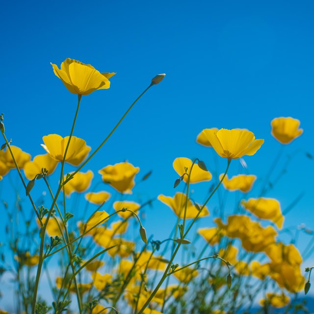 Yellow poppies against a blue sky