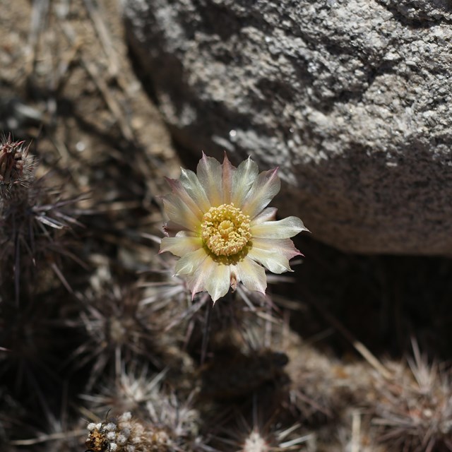A white and purplish flower next to a rock