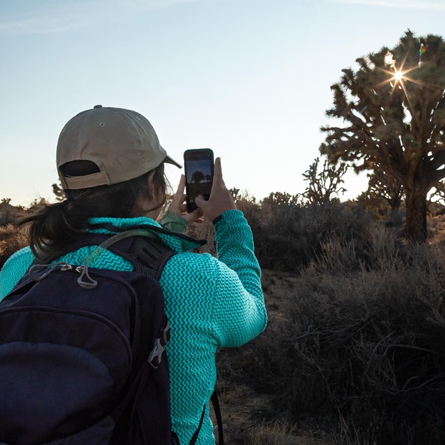 A person in a blue jacket takes a photo of a Joshua tree