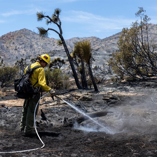 A firefighter spraying water out of a hose onto a burned landscape 