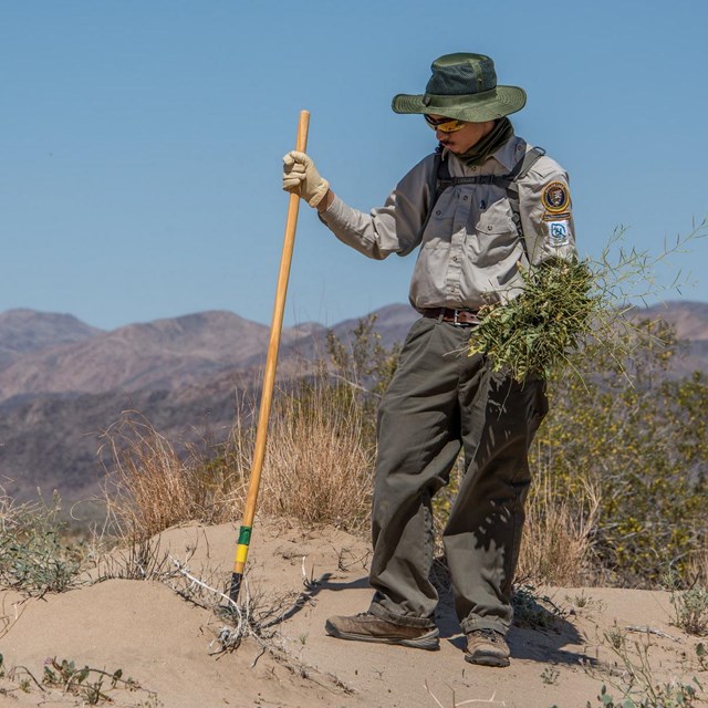 A volunteer plucks out a non-native plant from the sand