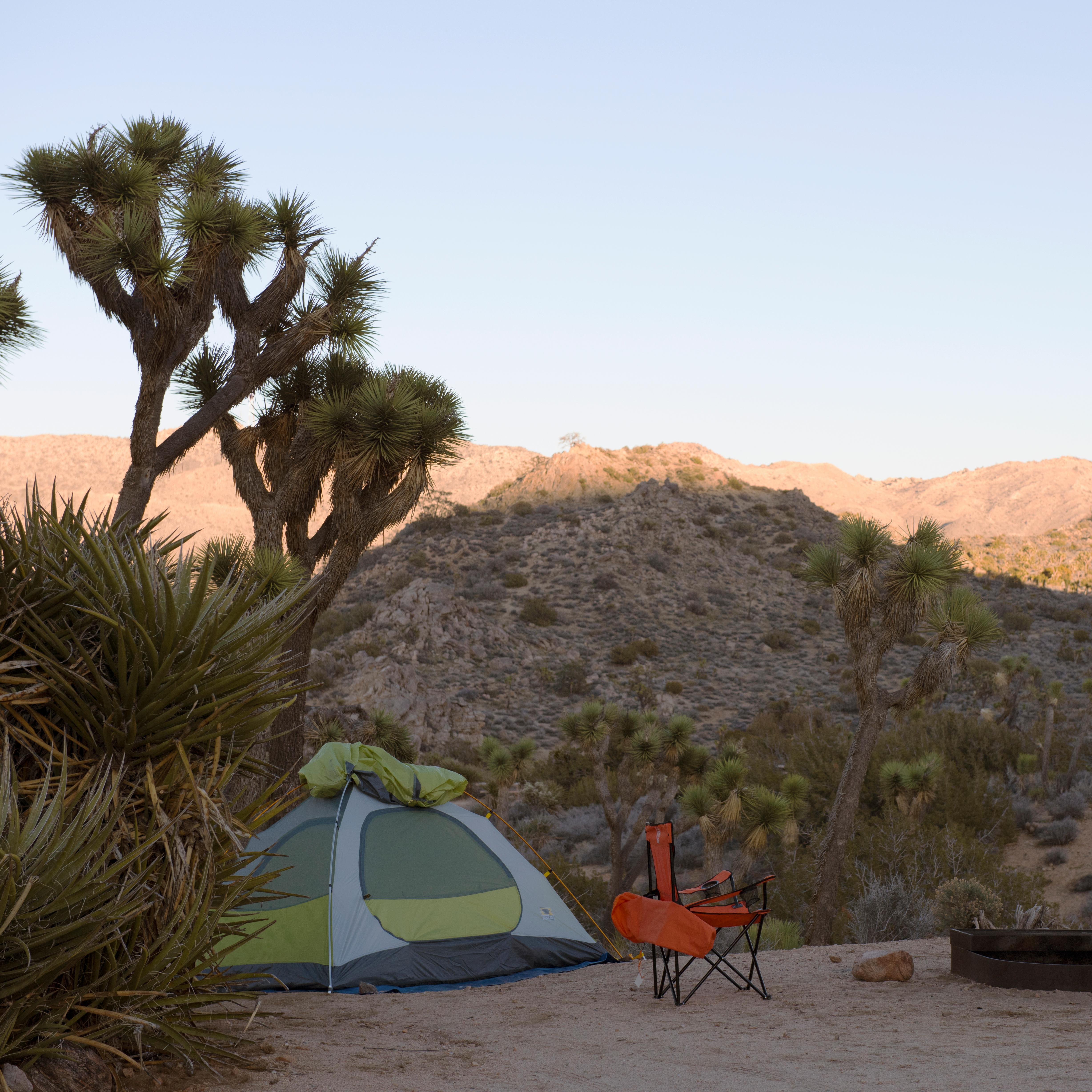 Color photo of a tent campsite set up at dusk with a Joshua tree overhead.