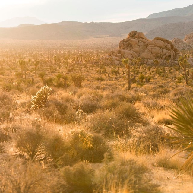 The sun shining over a mostly brown landscape with some green vegetation and rocks and mountains in 