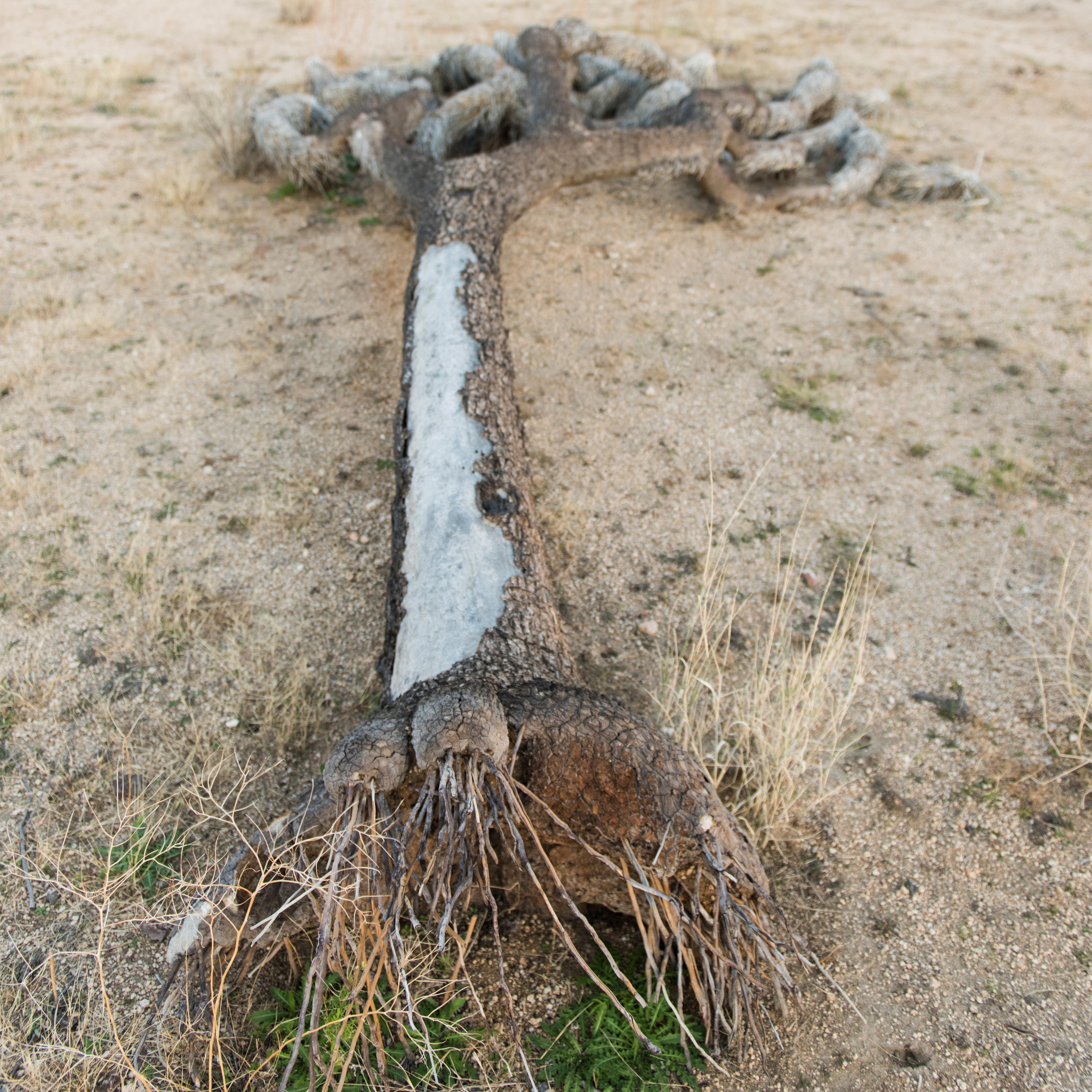 A dead Joshua tree lying on the ground