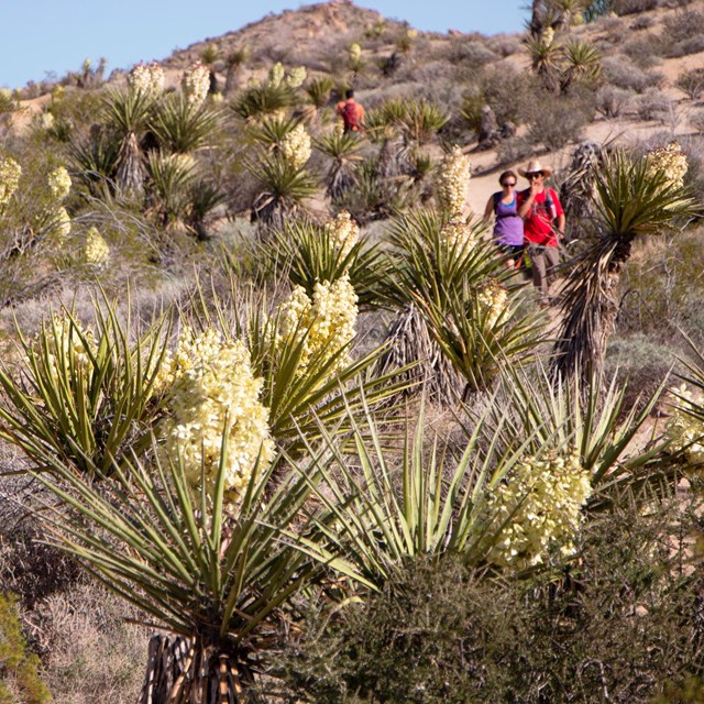 hikers among blooming yucca and other desert plants