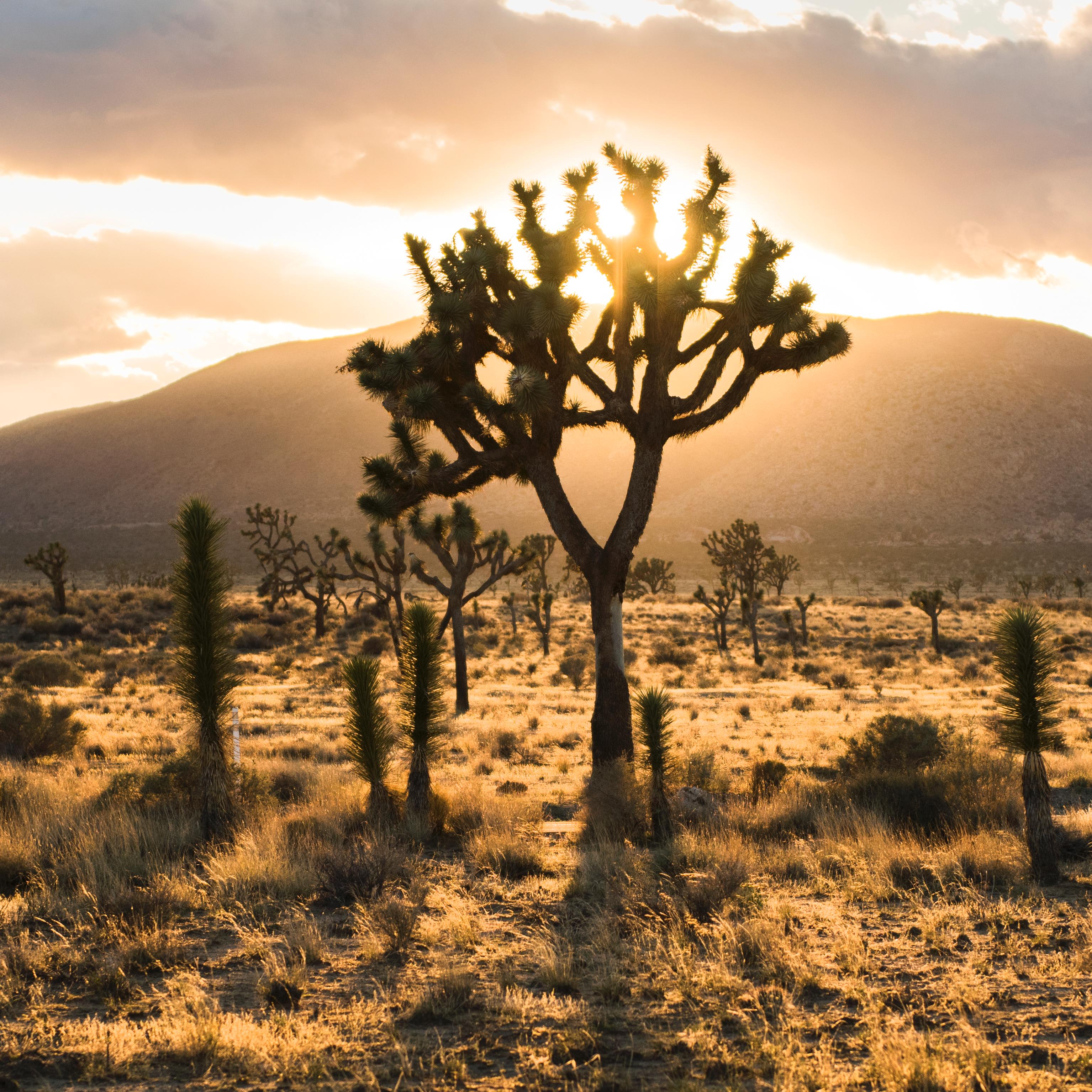 setting sun behind Joshua trees and mountains