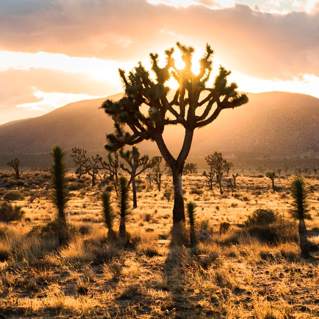 setting sun behind Joshua trees and mountains