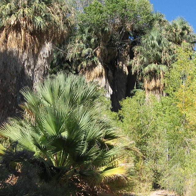 California fan palms and cottonwood trees at a desert oasis