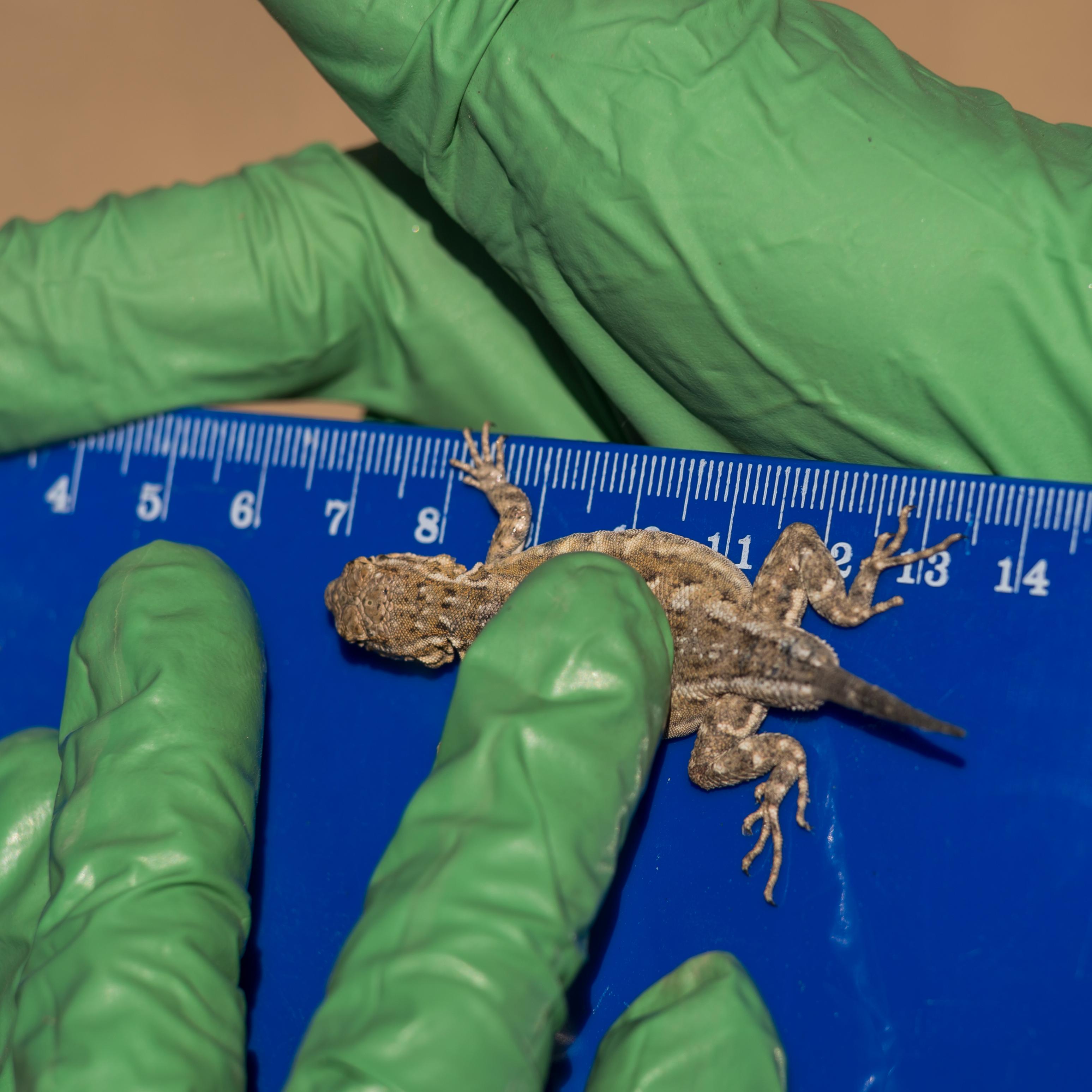 closeup of a researcher's gloved hands measuring a horned lizard against a centimeter ruler