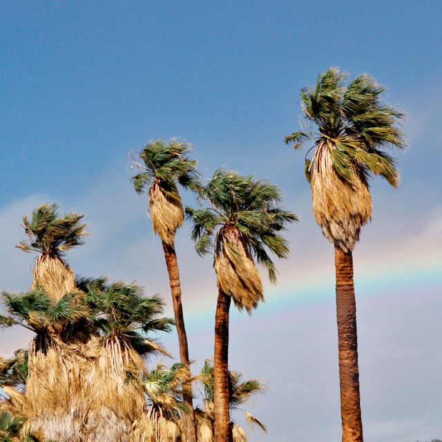 Color photo of massive palm trees with a rainbow in the background.