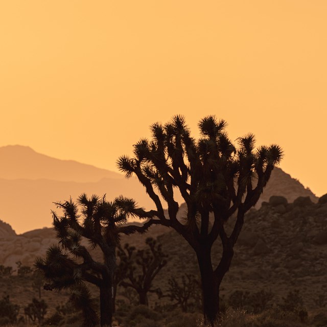 Pair of Joshua trees overlooking sunset backdrop.