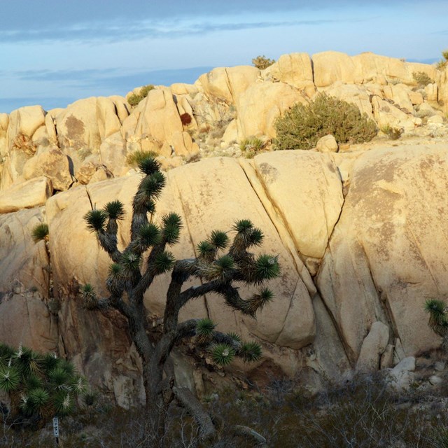 Color photo of a couple of Joshua trees in front of a large boulder with deep cracks.