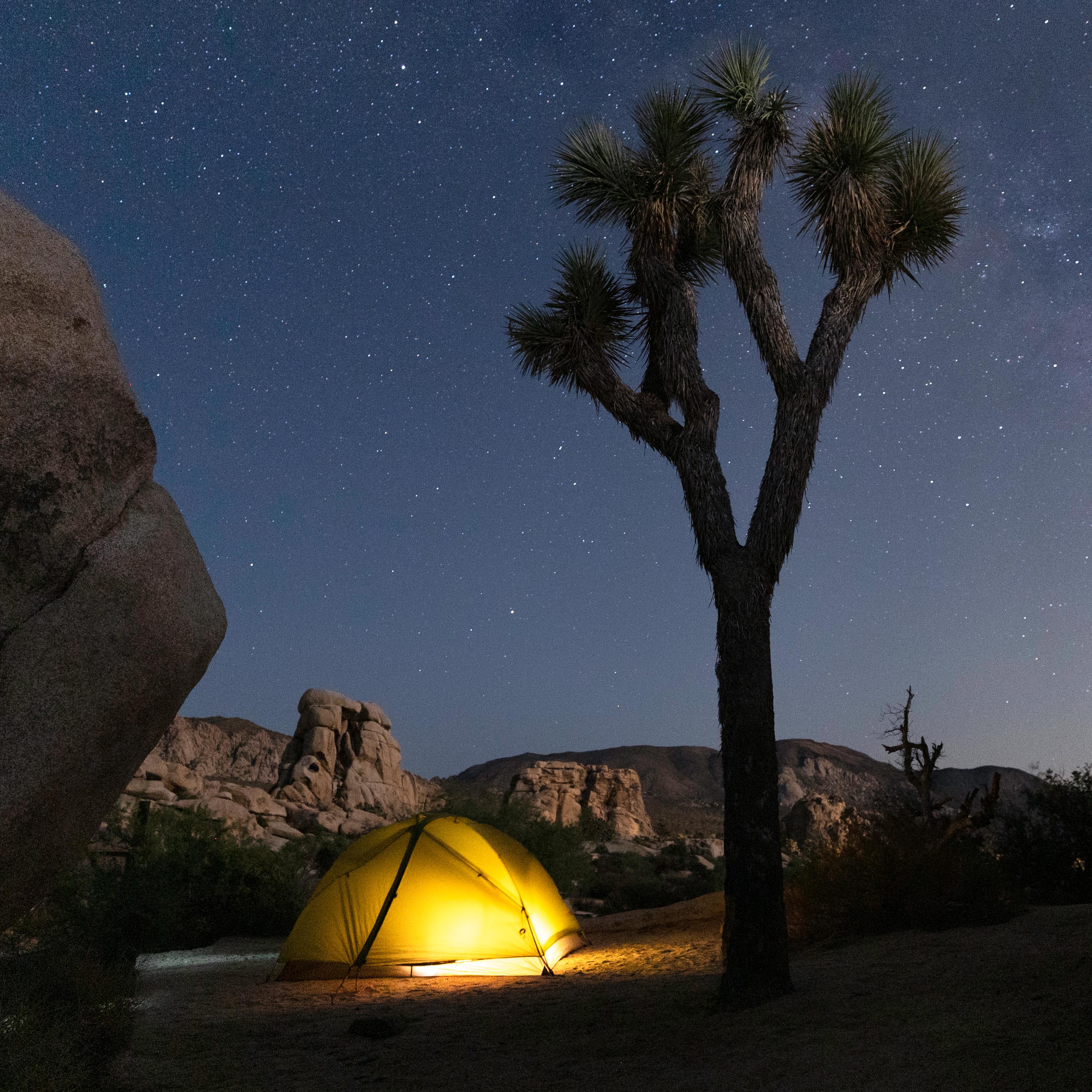 a tent and Joshua tree in a campsite under the stars. 