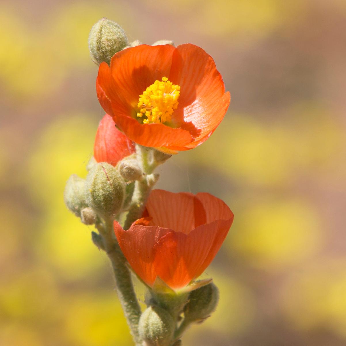 A close up of two bright orange globemallow flowers with yellow pistils.