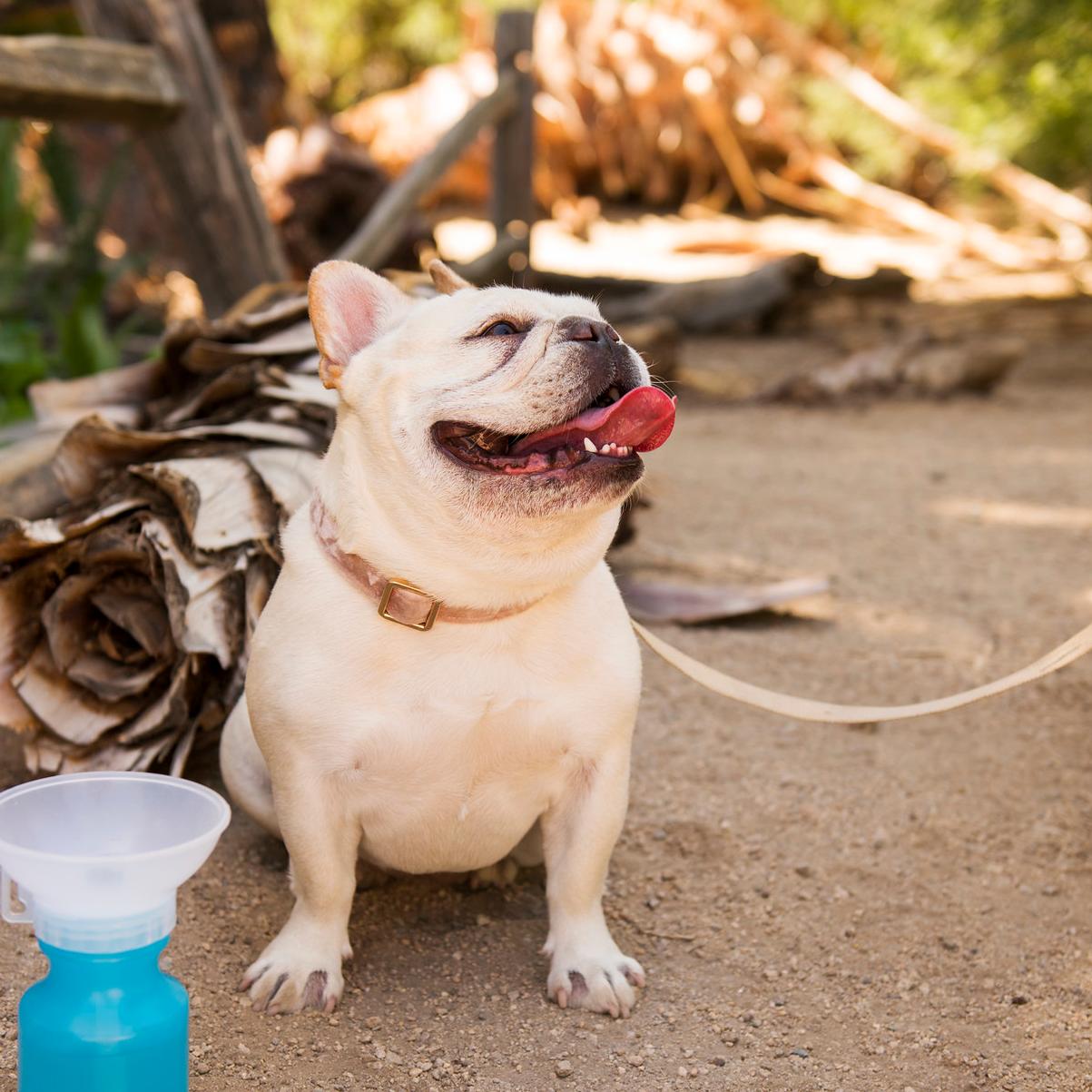 A close up of a French bulldog bark ranger with a leash.