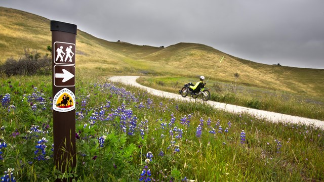 A person bikes a winding dirt path through a meadow with purple flowers with an Anza Trail marker