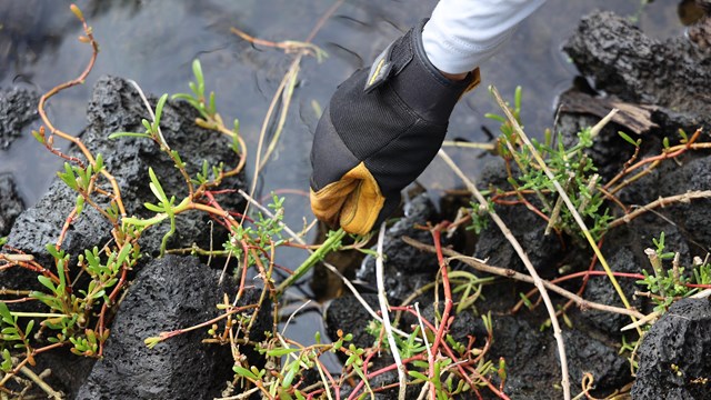 Gloved hand removing invasive vegetation from anchialine pond