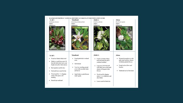 Cover page of Plant ID Card