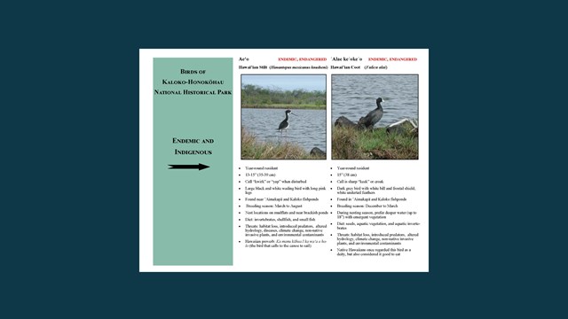 Cover page of birds of Kaloko-Honokōhau