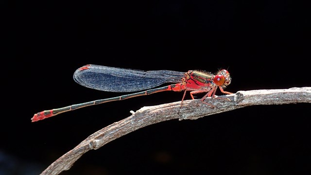 Damselfly perched on a twig