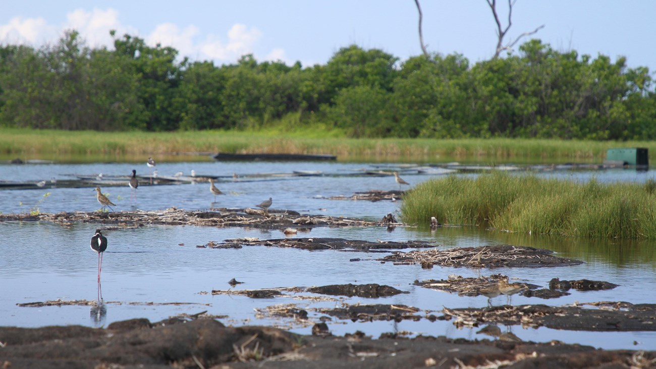 Many birds wading in a shallow pond surrounded by vegetation