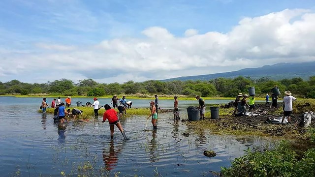 Group of volunteers helping to restore a native fishpond