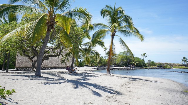Coconut trees on a white sand beach