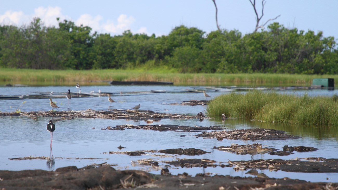 Many birds wading in a shallow pond surrounded by vegetation