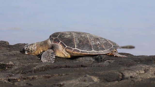 Green sea turtle with white number painted on shell