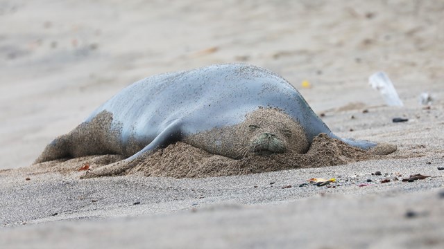 Hawaiian monk seal laying in the sand