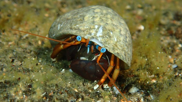 Underwater photograph of hermit crab